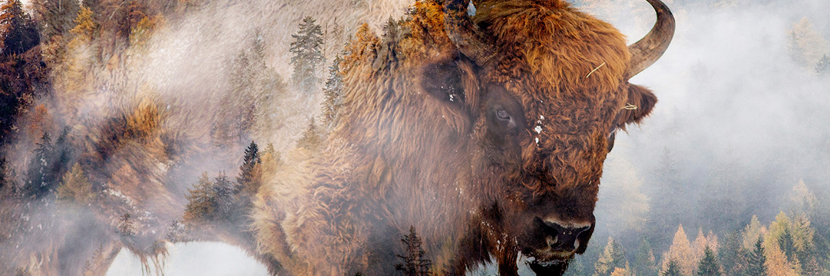 Photo à double exposition d’un bison devant une forêt verte et jaune, enveloppée de brouillard