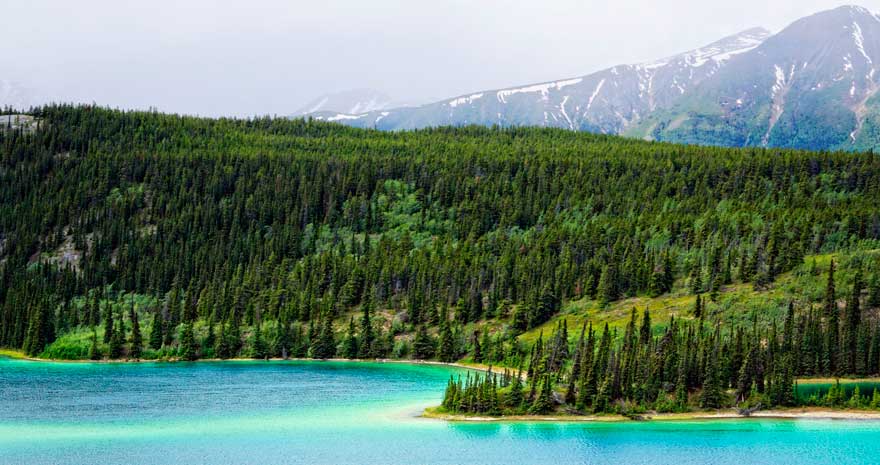 Ligne des arbres le long du lac Emerald au Yukon